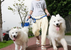 明年起遛狗不拴绳违法！